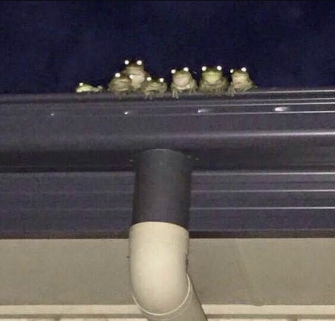 frog council